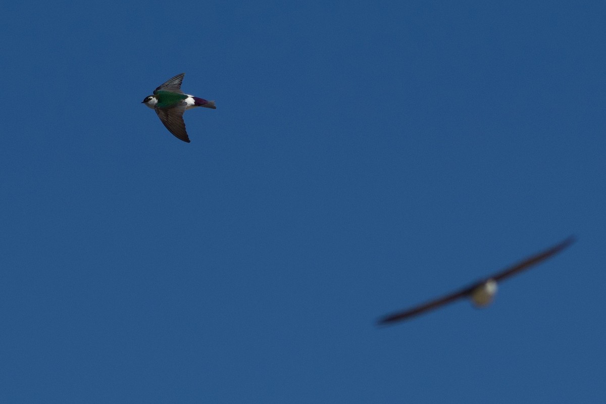 Violet-green Swallow - Johan Bergkvist
