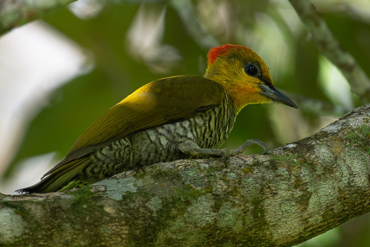 Yellow-throated Woodpecker - Daniel Hinckley | samazul.com