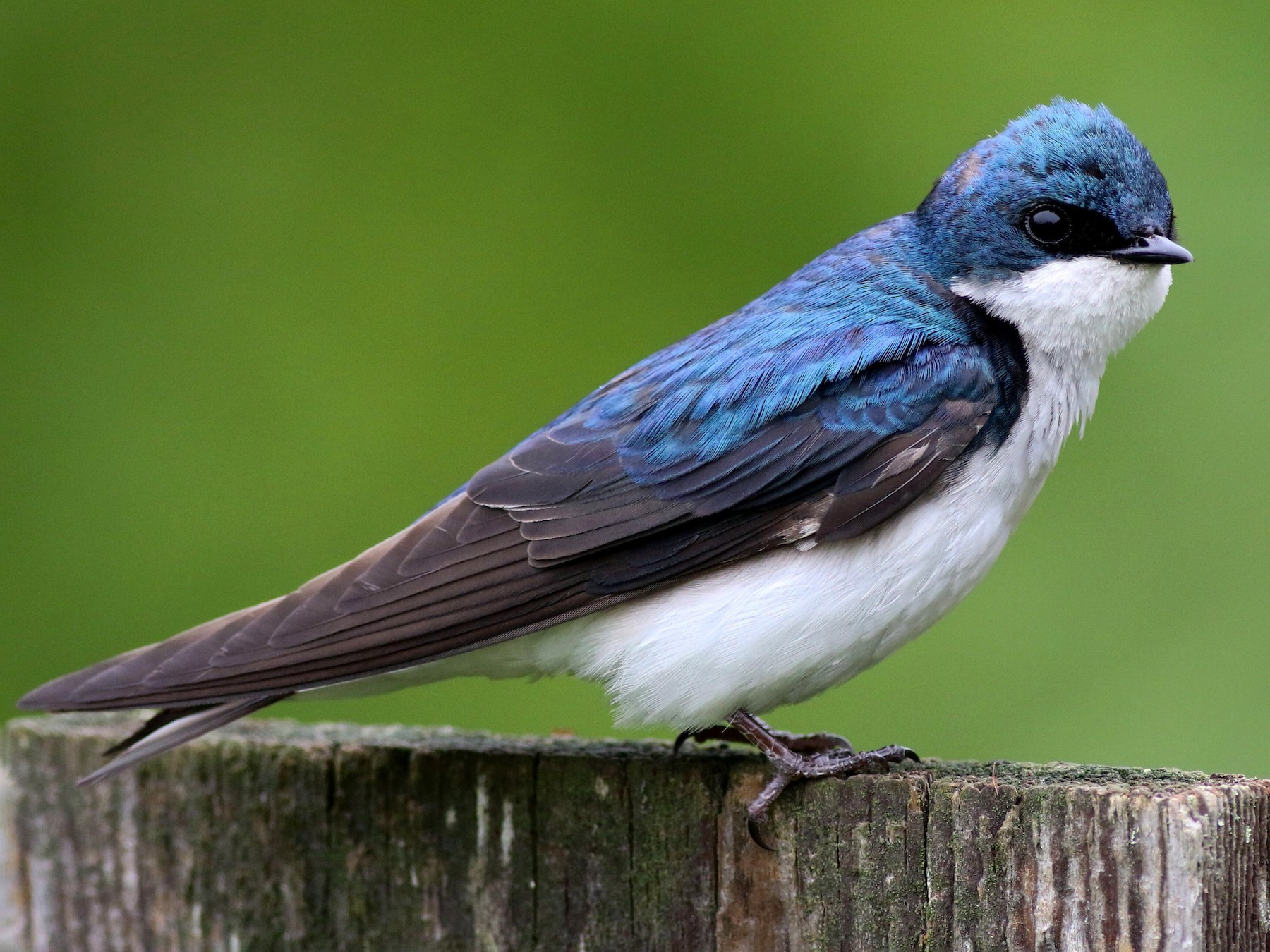 Tree Swallow - Max Nootbaar