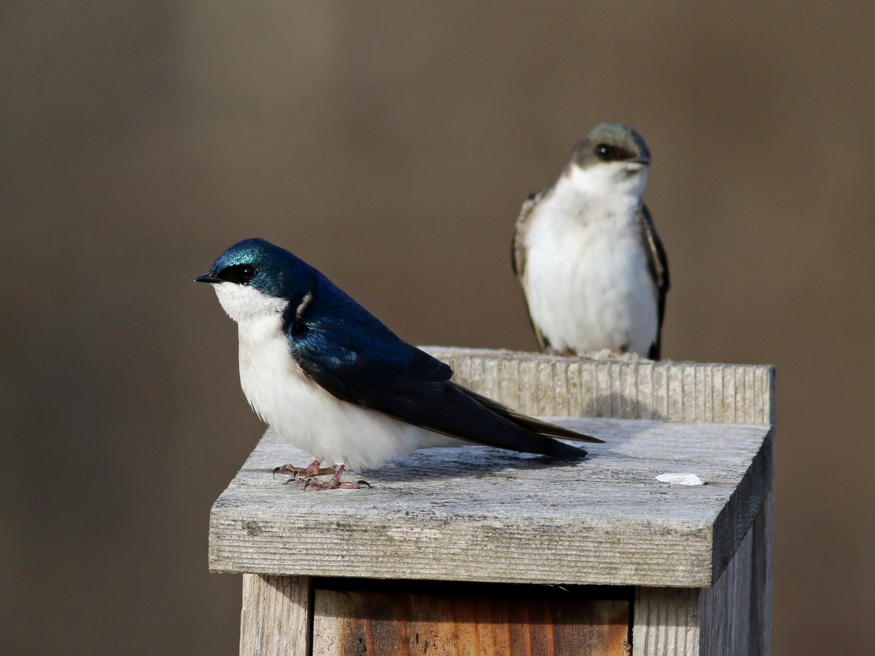 Blue-and-white Swallow - eBird