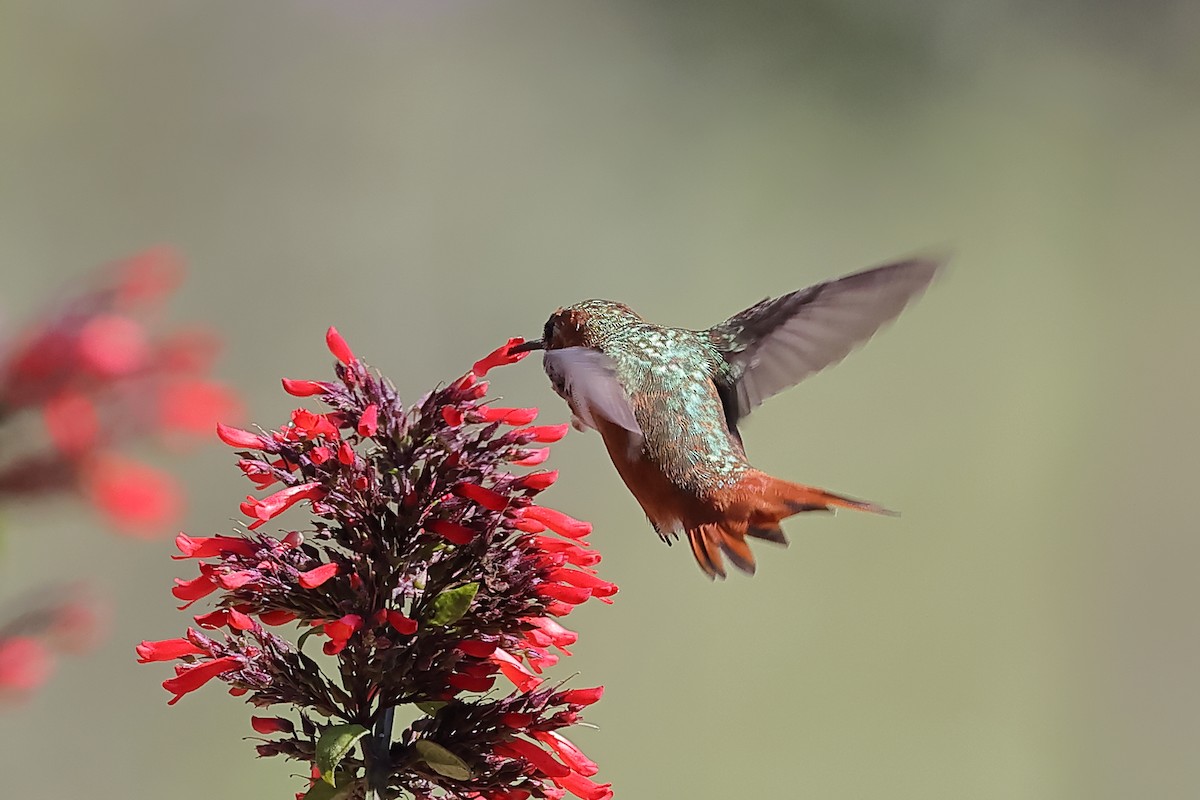 Allen's Hummingbird - ML305572151