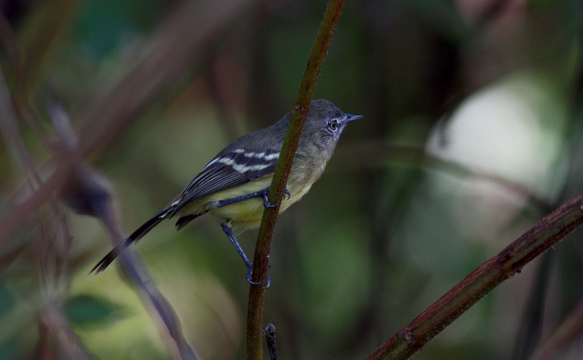 Pale-tipped Tyrannulet - ML30557401