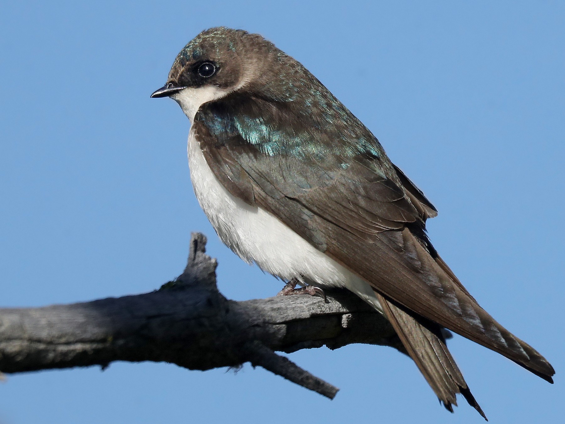 Tree Swallow (Tachycineta bicolor) - Mississippi National River