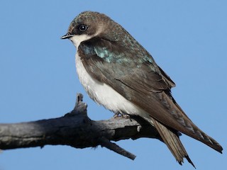ミドリツバメ - eBird