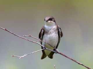 Tree Swallow - Maine Bird Atlas