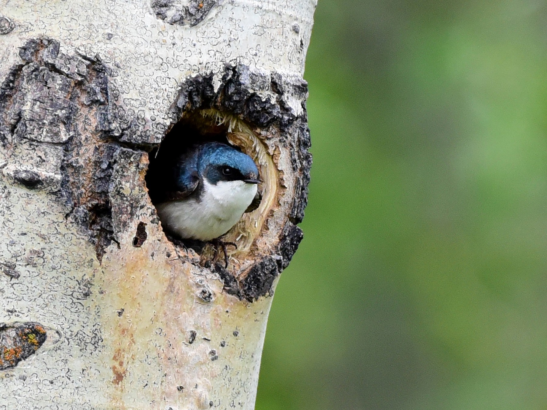 Tree Swallow - Anonymous