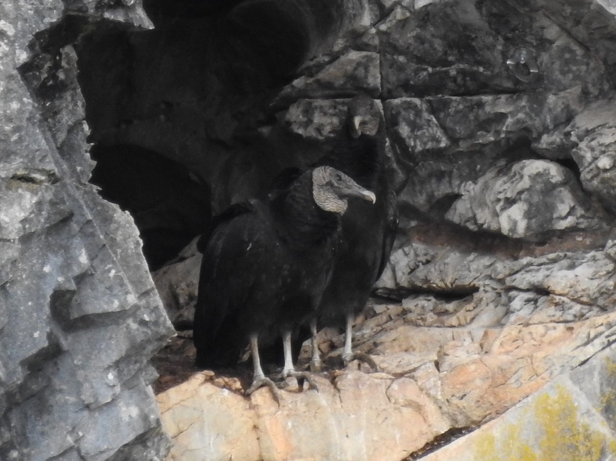 Black Vulture - ML305580911