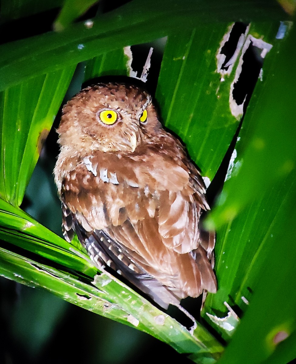 Andaman Scops-Owl - ML305581061