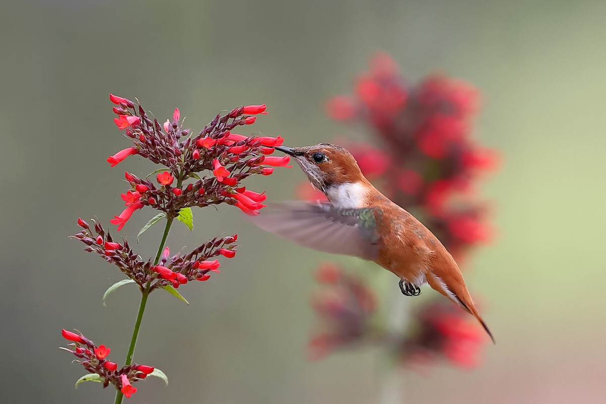 Rufous Hummingbird - ML305584801