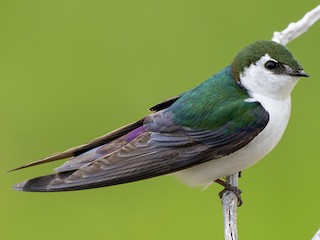 イッタラバード　violet green swallow Violet-green Swallow - eBird 置物