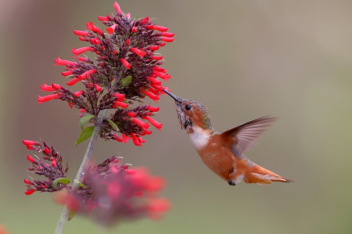 Allen's Hummingbird - William Supulski