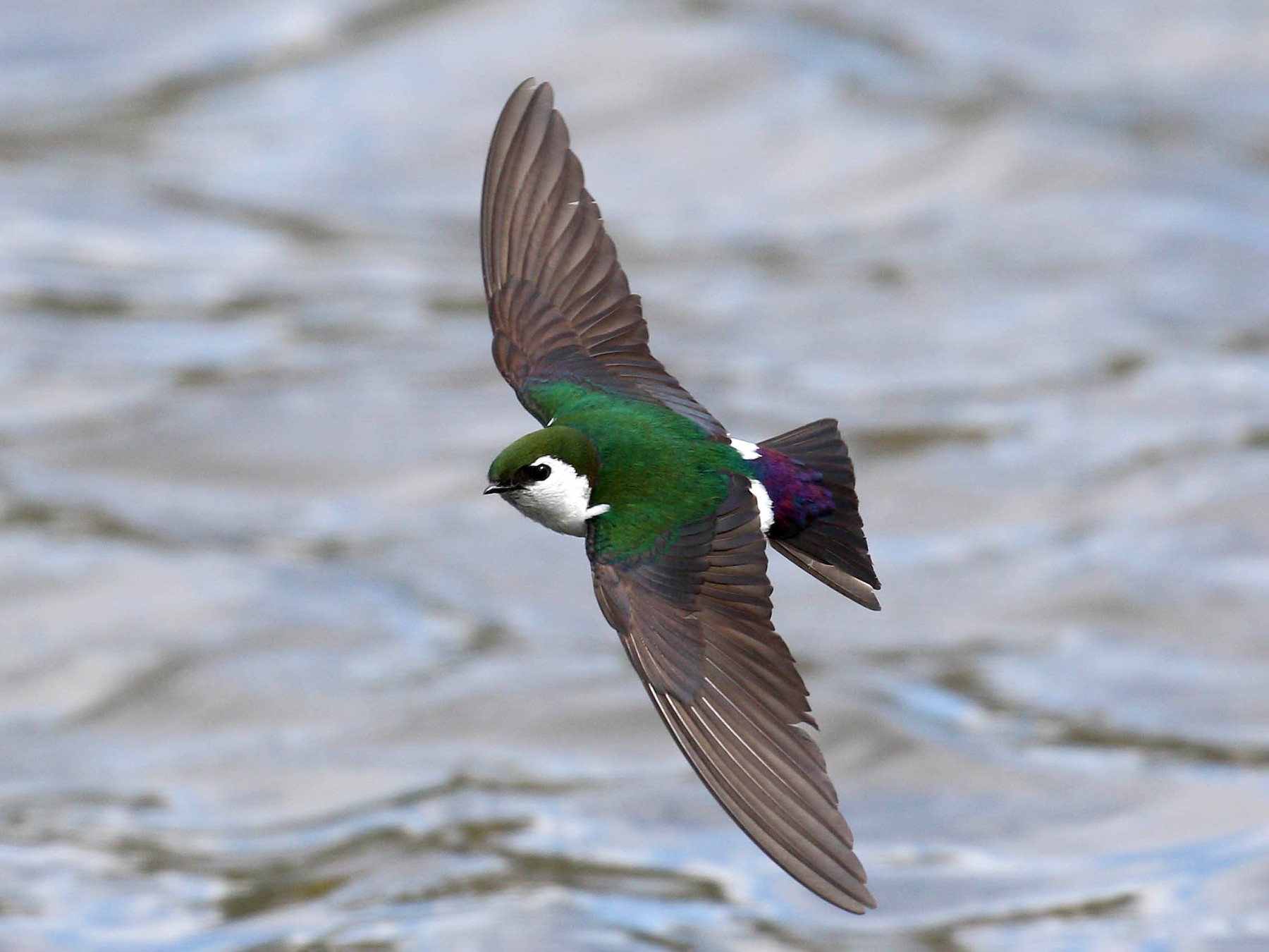 Violet-green Swallow - Alex Lamoreaux