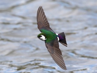 Violet-green Swallow - eBird