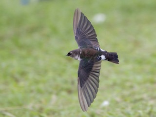 Violet-green Swallow - eBird
