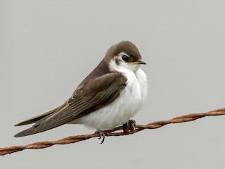 Молодая птица - Becky Matsubara - ML305585261