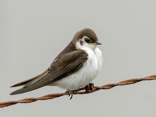 Violet-green Swallow - eBird