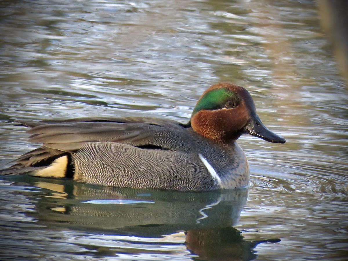 Green-winged Teal - ML305585371