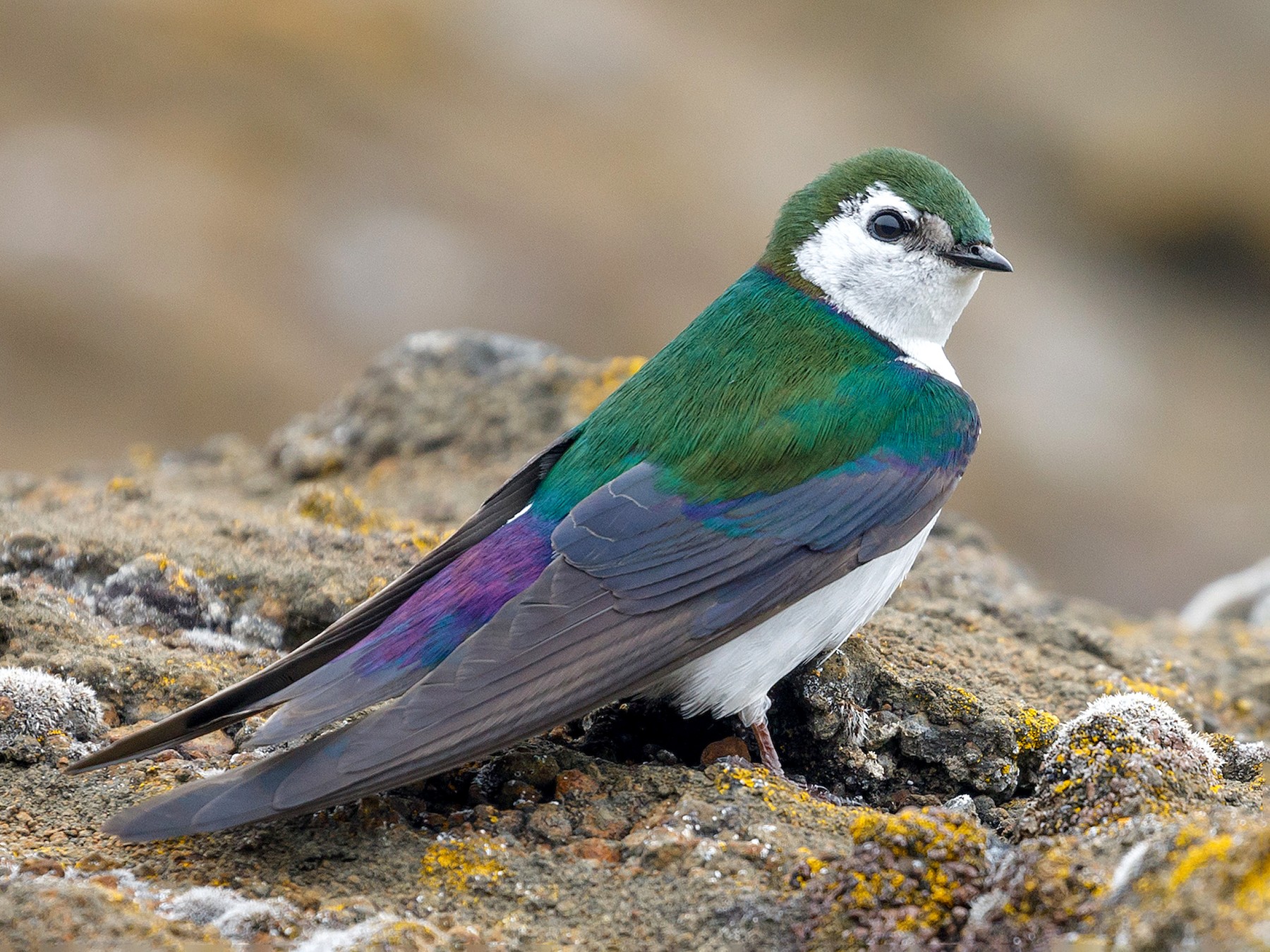 Violet-green Swallow - eBird