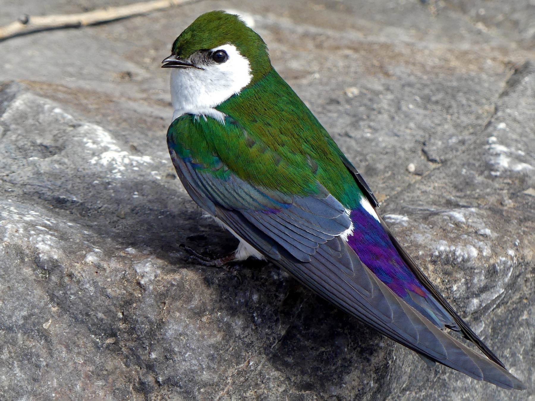 Violet-green Swallow - Brad Vissia