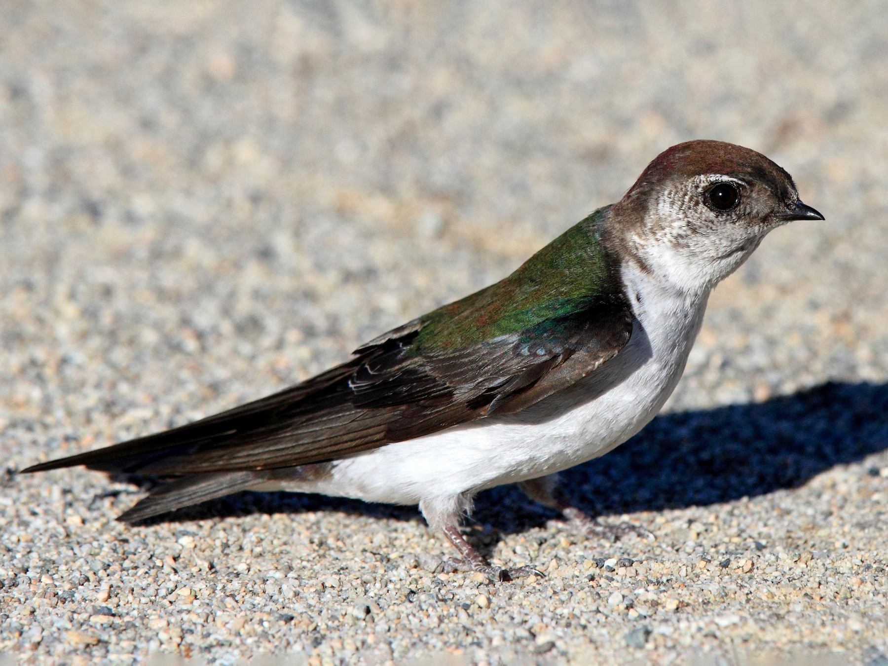 Violet-green Swallow - Laure Wilson Neish