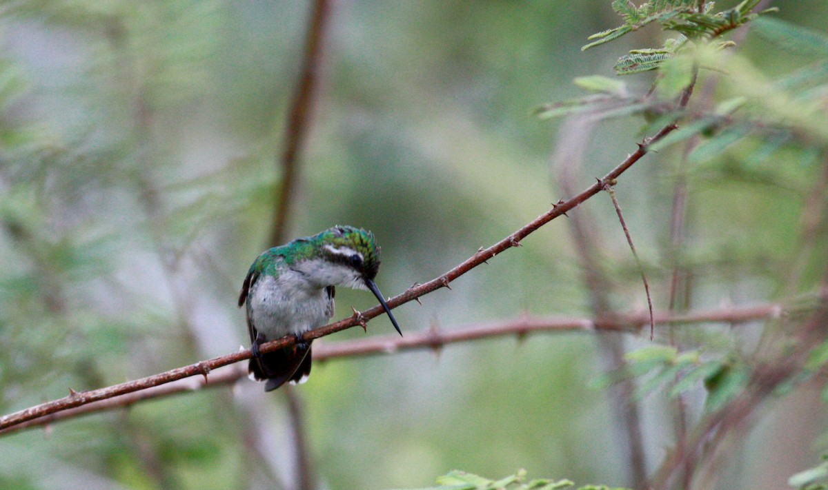 Blue-tailed Emerald - ML30558771