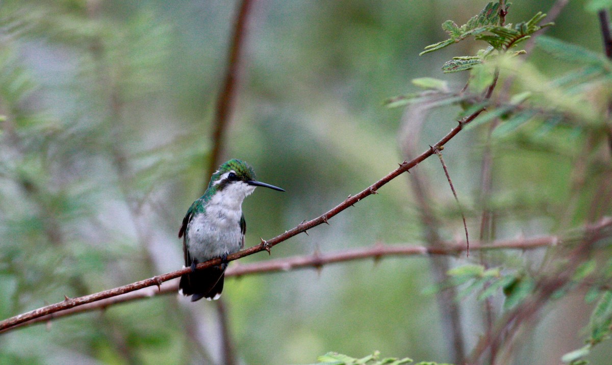 Blue-tailed Emerald - ML30558801