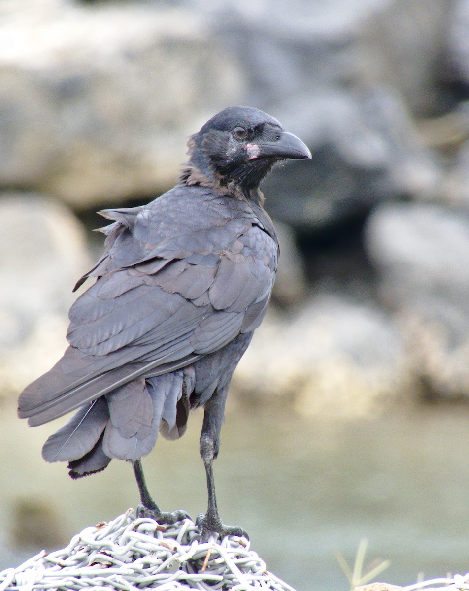 Torresian Crow - ML305588081