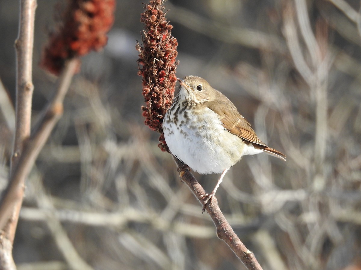 Hermit Thrush - Laurie  Keefe