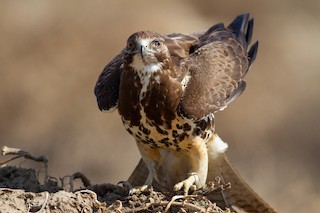 Swainson's Hawk
