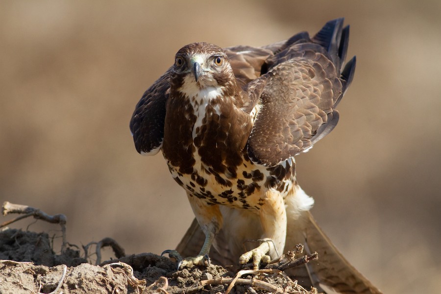 Swainson's Hawk