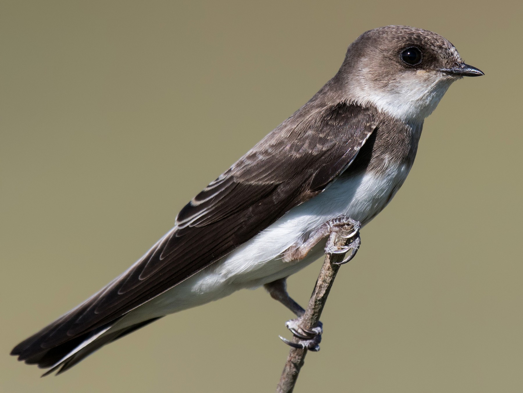 Bank Swallow - Darlene Friedman