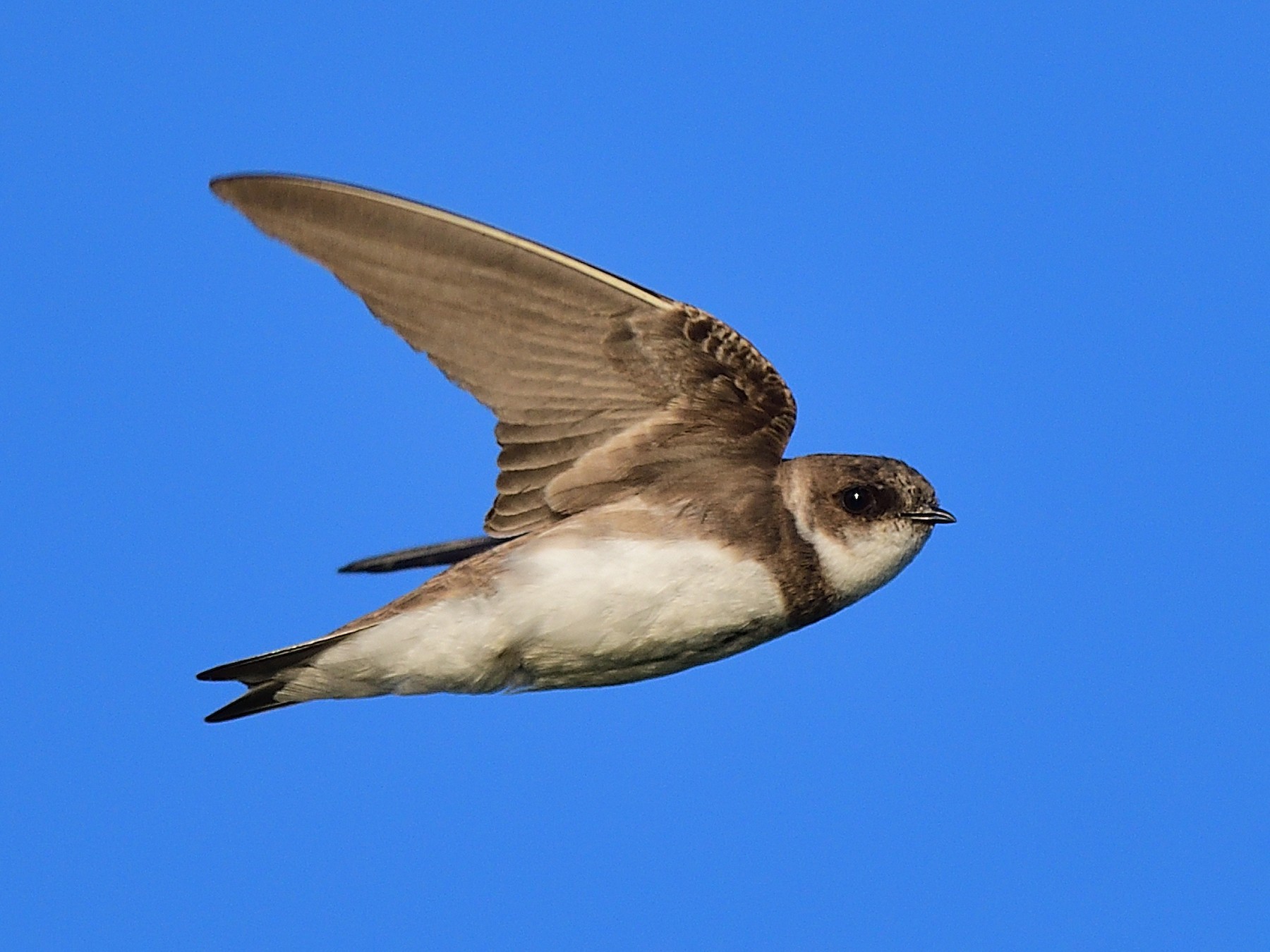 Bank Swallow - eBird