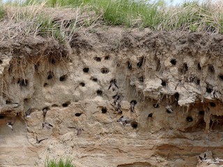  - Bank Swallow