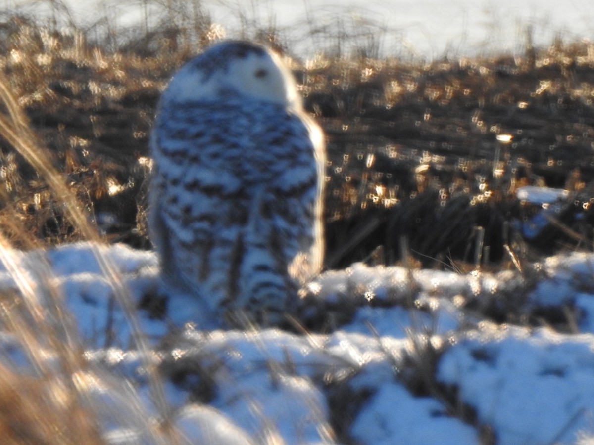 Snowy Owl - ML305603341