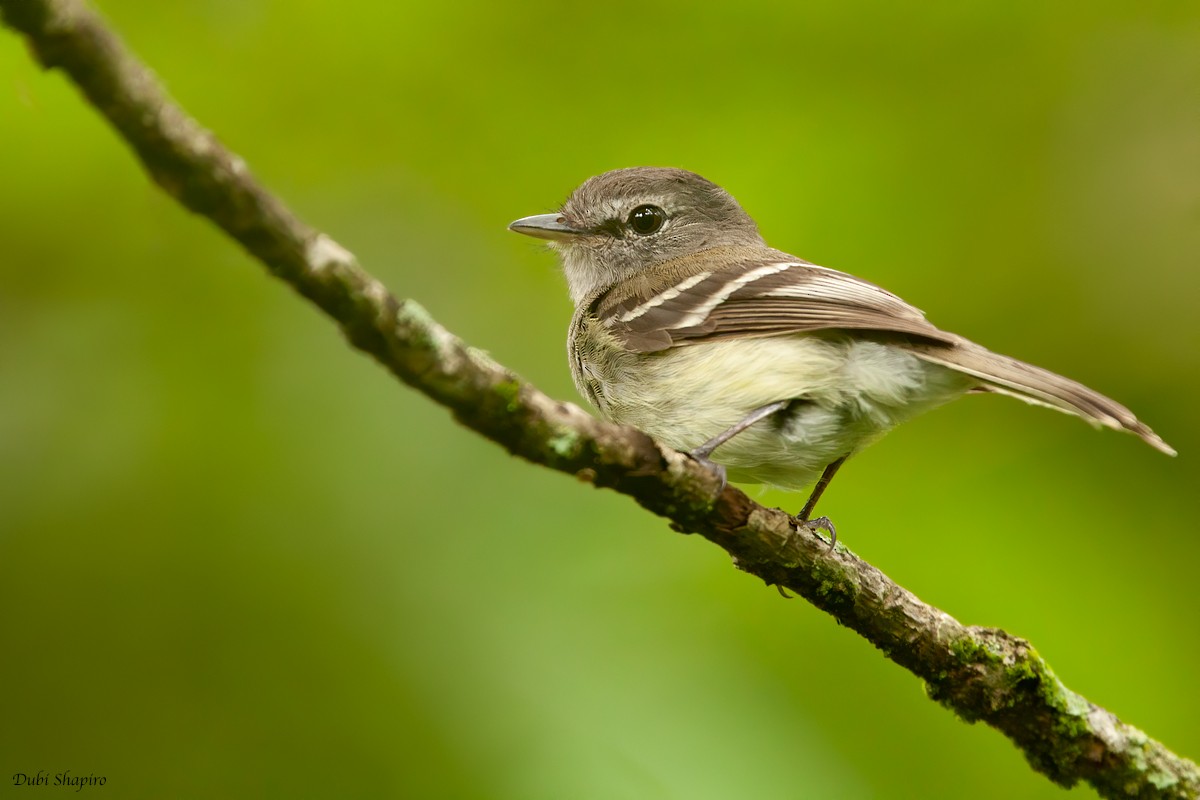 Gray-breasted Flycatcher - ML305603431