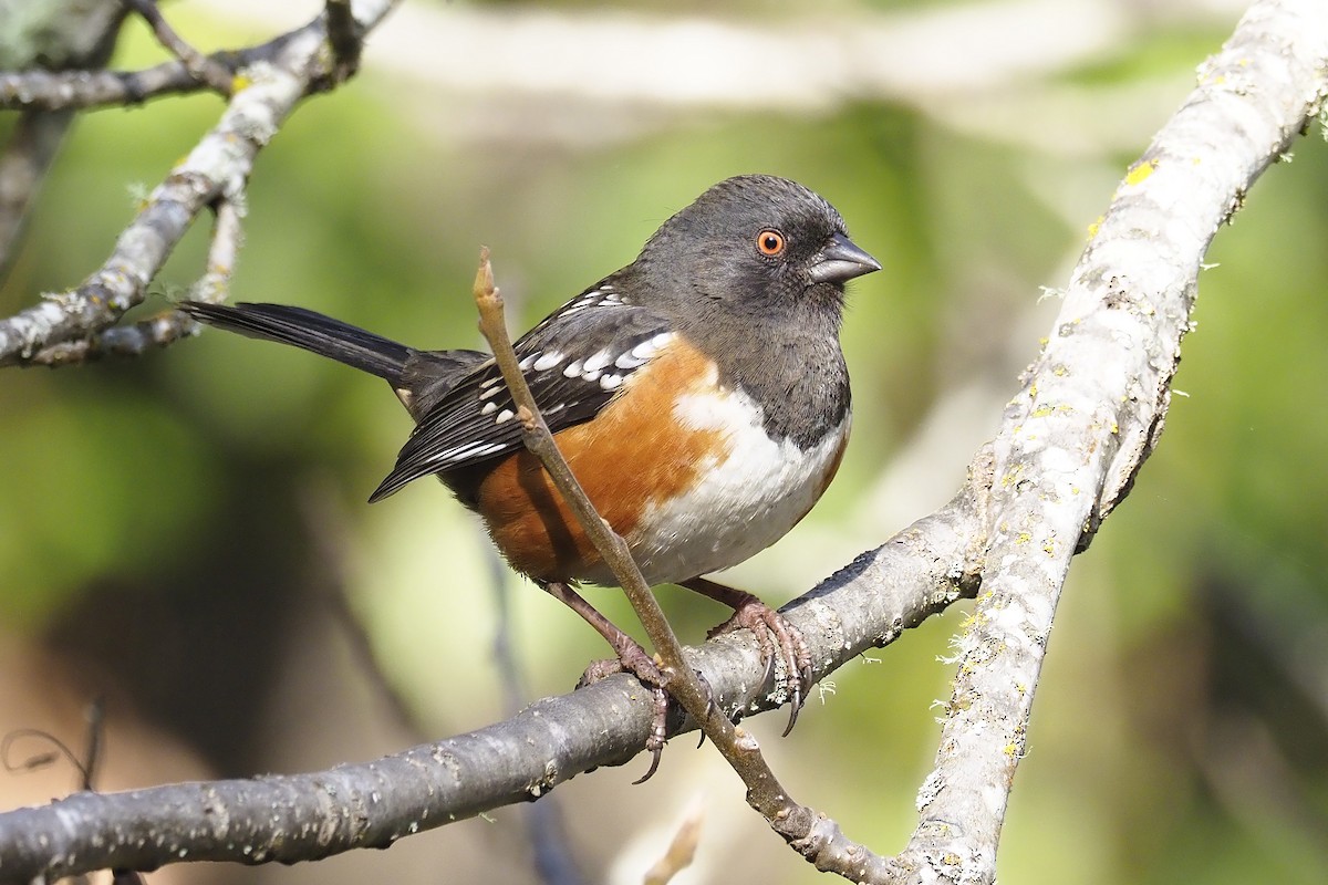 Spotted Towhee - ML305605661