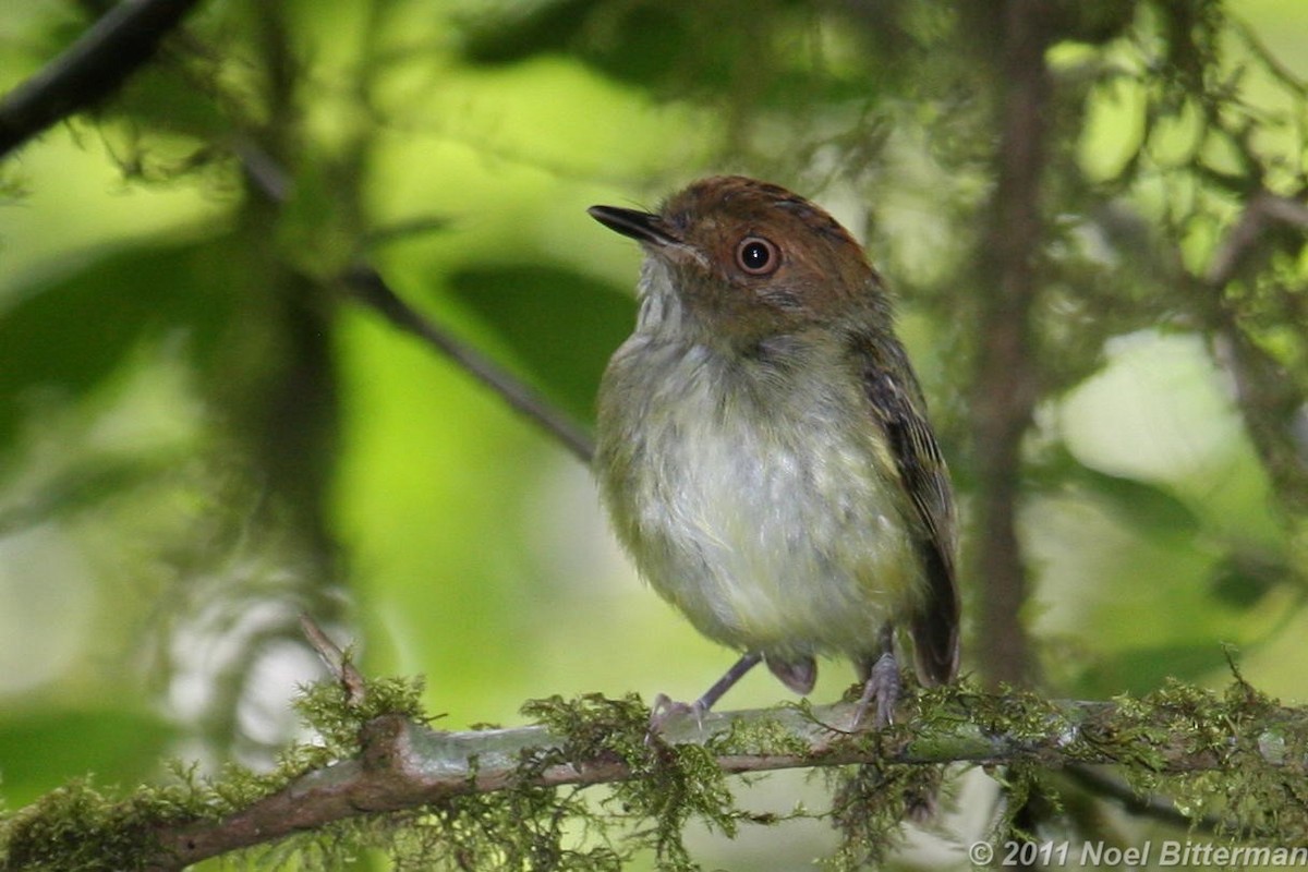 Scale-crested Pygmy-Tyrant - ML305611701