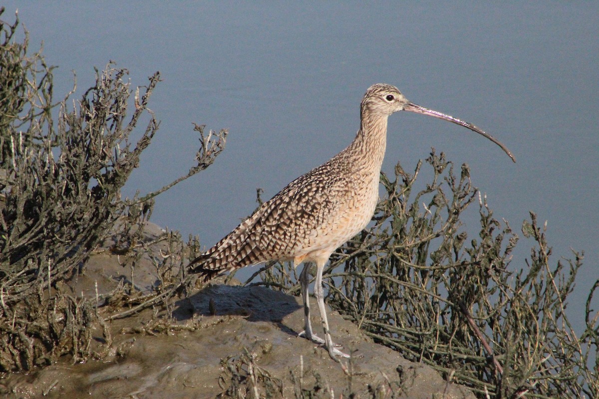 Long-billed Curlew - ML305611961