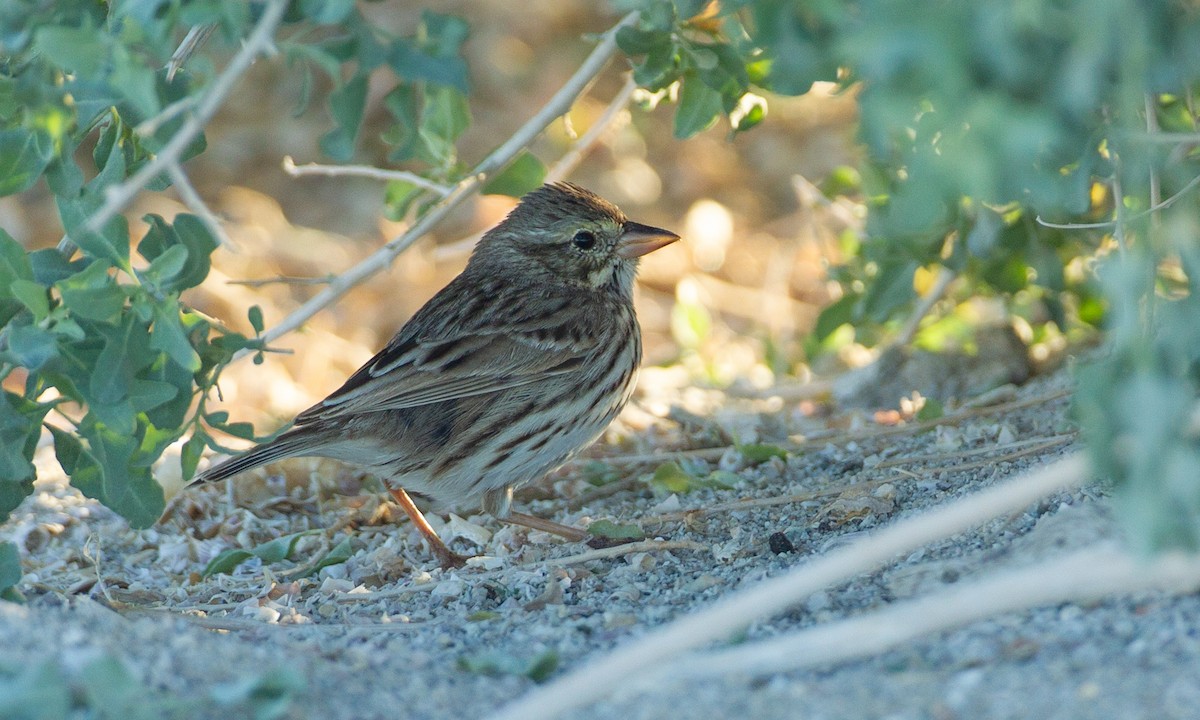 Savannah Sparrow (Large-billed) - ML305613621