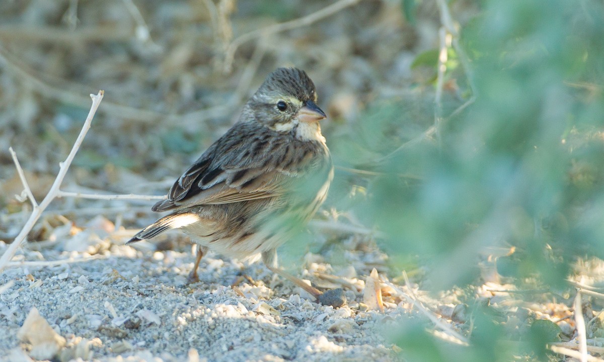 Savannah Sparrow (Large-billed) - Chris Wood