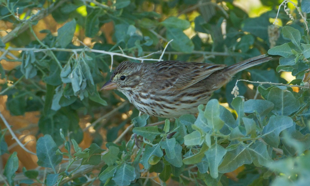 Savannah Sparrow (Large-billed) - ML305613651
