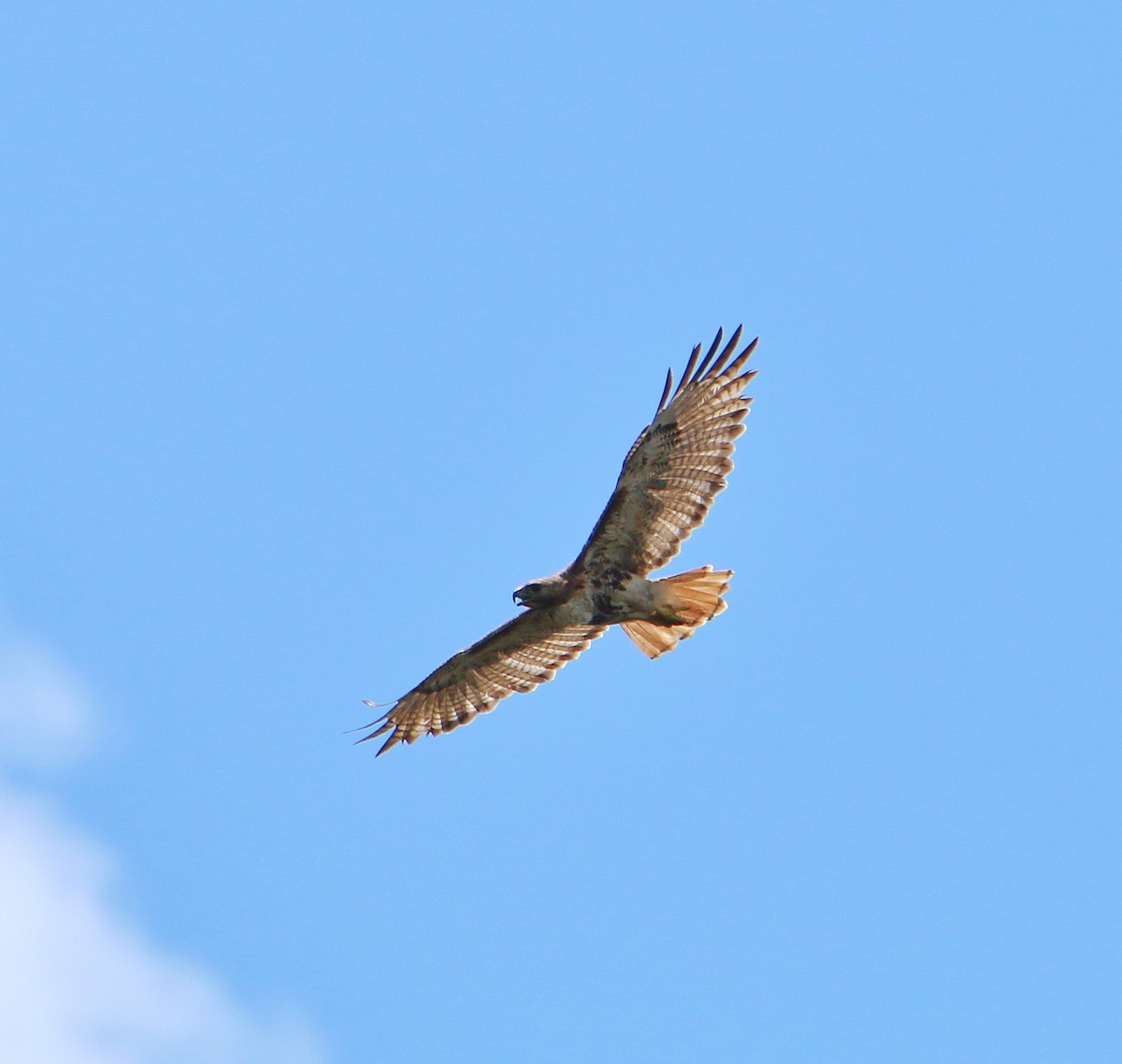 Red-tailed Hawk - ML30561591