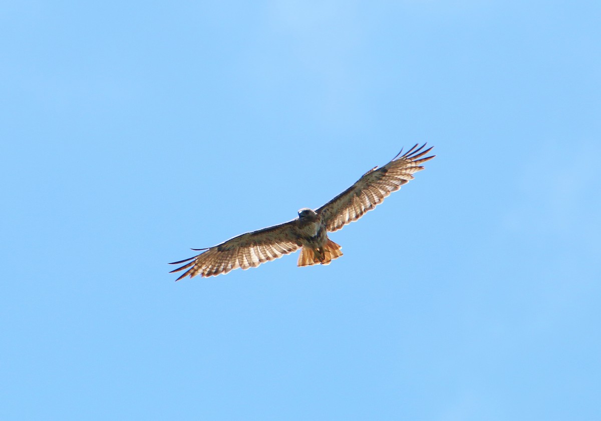 Red-tailed Hawk - ML30561601