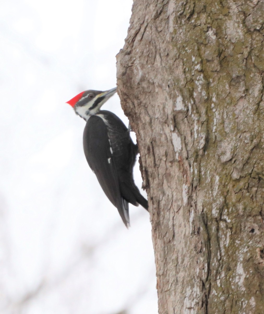 Pileated Woodpecker - ML305618531