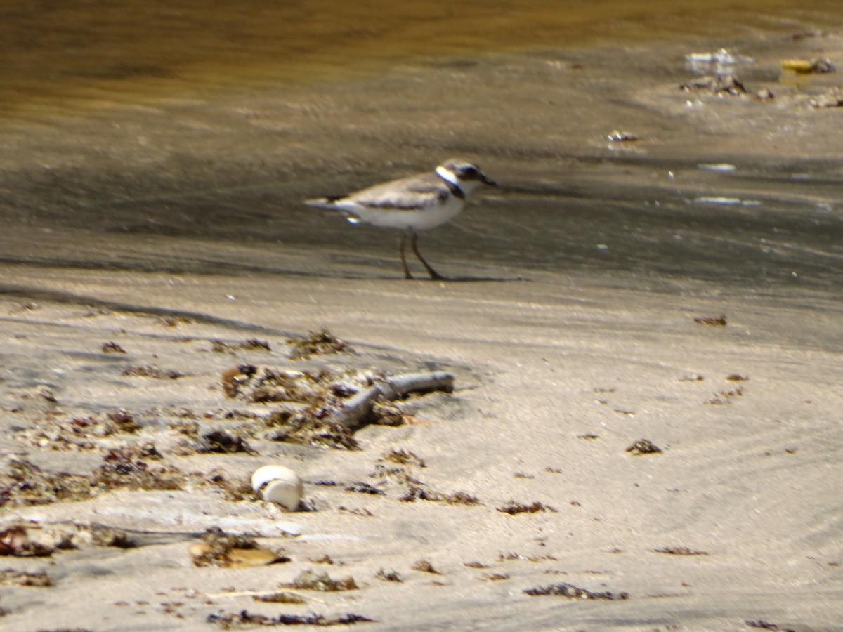 Semipalmated Plover - ML305619281