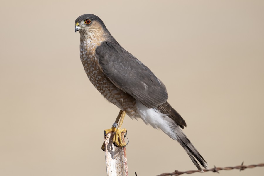Sharp-shinned Hawk