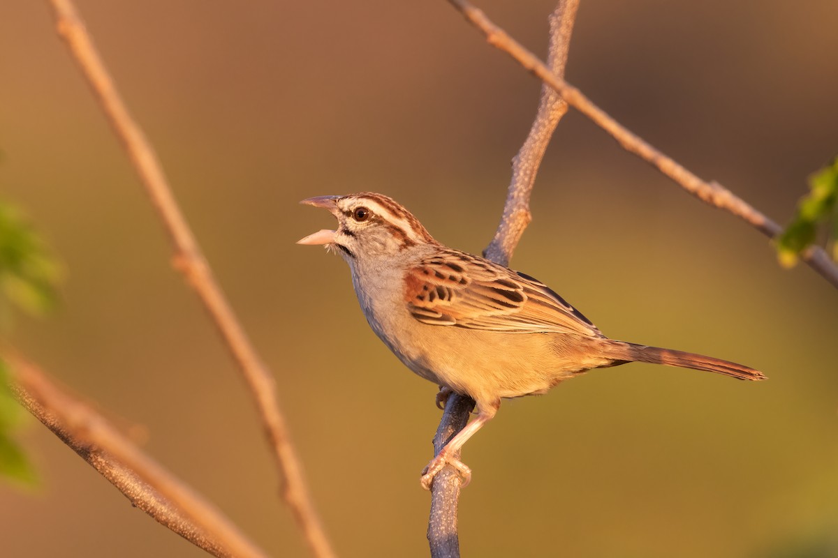 Cinnamon-tailed Sparrow - ML305623511
