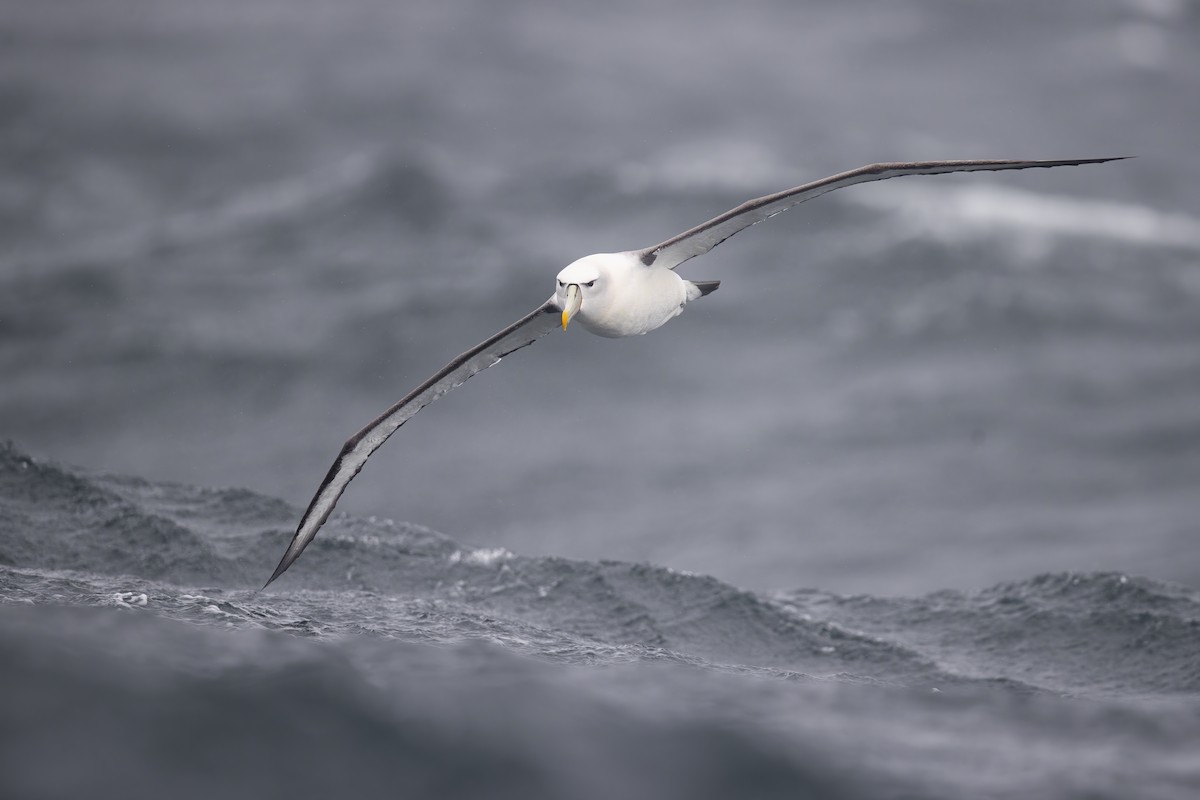 White-capped Albatross - ML305630751