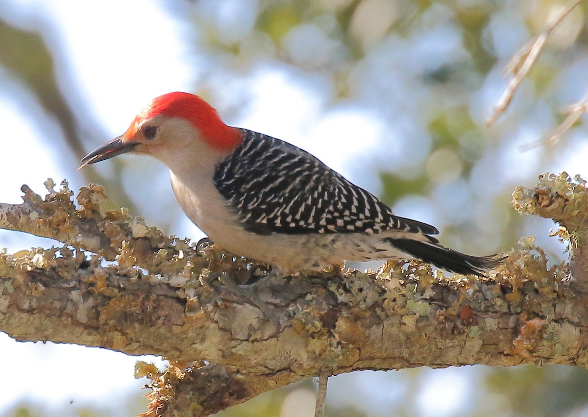Red-bellied Woodpecker - ML305631741