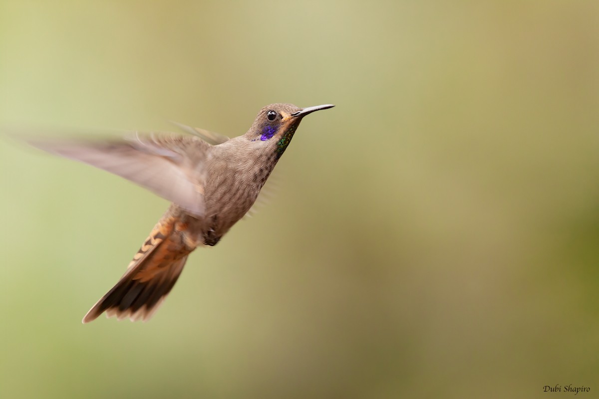 kolibřík fialovouchý - ML305634421